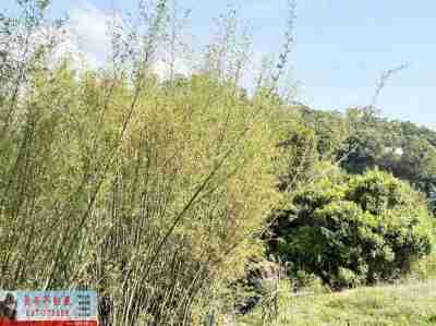 售苗栗縣大湖鄉8G157南湖便宜農保地林地28萬