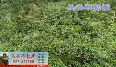 售苗栗縣大湖鄉8E299大湖興榮低價農保地林地38萬